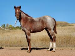 Orca Bartender JW <BR> AQHA 6157588